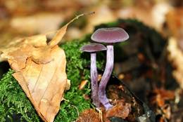 Amethyst Deceivers are an attractive contrast to the autumn foliage