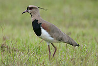 Southern Lapwing