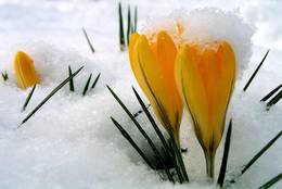The deep yellow and green of the Crocuses is still amplified by the snow.