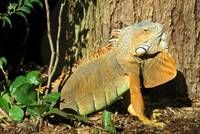 A male Green Iguana with remarkable red colours.