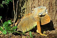A male Green Iguana with remarkable red colours.