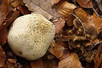 A Puffball besides other mushrooms in the autumn foliage.