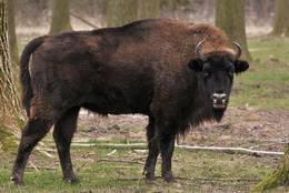 European Bison (Bison bonasus) - young bull