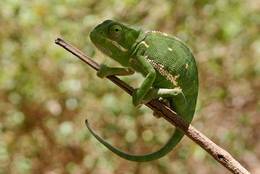 The Mountain Chameleon harmonically adapts to its environment