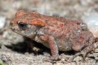 Young Common Toad (Bufo bufo)