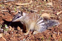 The Numbat is clearly identifiable by its distinctive head and the stripes