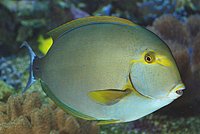 Acanthurus dussumieri