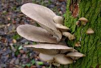 Oyster Mushroom in natural environment