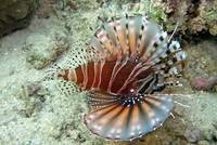 Zebra Turkeyfish in the sea in front of Sulawesi