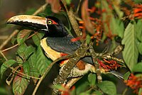 Collared Aracari