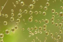 The dewdrops in different levels reflect the grass