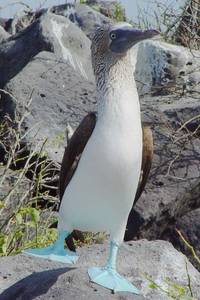 This Blue-footed Booby (Sula nebouxii) goes with the topic for a smile