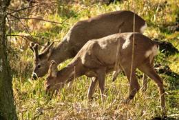 Roe Deers in winter browsing