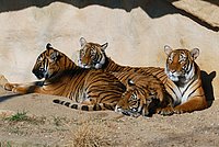 Tiger Group in the sunshine