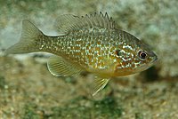 Pumpkinseed Sunfish