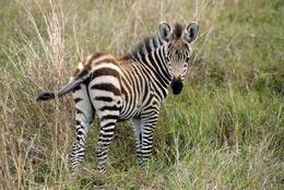 To whom is the Zebra Foal looking so invitingly?