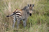 To whom is the Zebra Foal looking so invitingly?