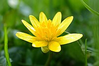 Yellow blossom in the green: an example for deep colours and freshness
