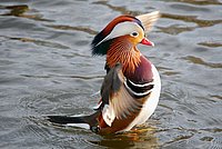 Mandarin Duck Drake flapping its wings