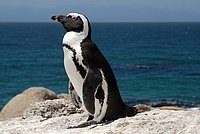 African Penguin