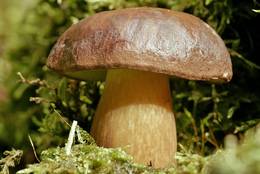 Young Bay Bolete enclosed by moss
