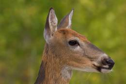 The big, dark eyes accentuate the mild, even expression of the doe.