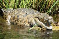 Crocodile on Jamaica