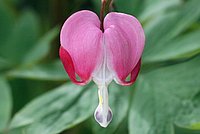 A Lamprocapnos spectabilis