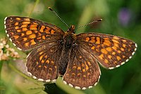 Nymphalidae