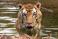 How beautiful and expressive is the face of the Tiger!