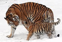 Amur Tiger (Panthera tigris altaica)