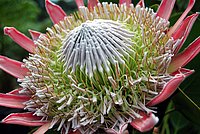 Blossom of the King Protea in close-up