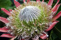 Blossom of the King Protea in close-up