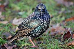 Common Starling in the so-called basic plumage
