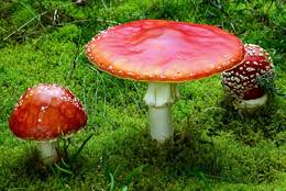 Fly Agarics in different age.