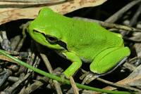 Tyrrhenian Tree Frog (Hyla sarda)