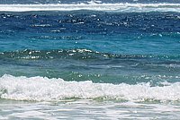 Shiny colours of the sea