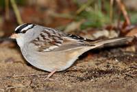 White-crowned Sparrow on foraging