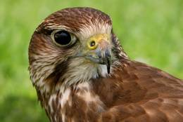 Falcon in close-up