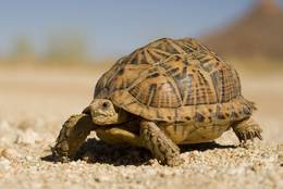 The carapace of the Land Turtle is decorated with a design in earthy colours.