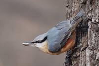 The Eurasian Nuthatch attracts attention by the distinctive black stripe, too.