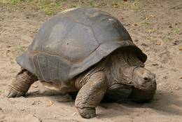 Aldabra Giant Tortoise (Aldabrachylis gigantea)