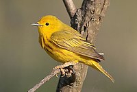 Yellow Warbler (Dendroica petechia)