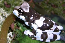 Amazon Milk Frog – a little frog with a great name.