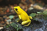Poison Dart Frog, also named Dendrobate
