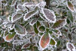 The white frost decorates each leaf