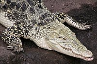 Cuban Crocodile - Crocodylus rhombifer