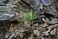 The gentle seedling does hardly resemble the tree, it shall become on later on.