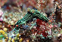 Nembrotha Kubaryana in the sea in front of Sulawesi.