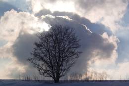 The cloud fits as if it would be made for the tree.